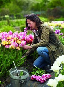 Polly Nicholson picking tulips in the flower field. Photography by Andrew Montgomery Seen here are the red-and-yellow Tulipa ‘Flaming Parrot’ and pinkish ‘Apricot Parrot’. Bayntun Flowers, Wiltshire, UK