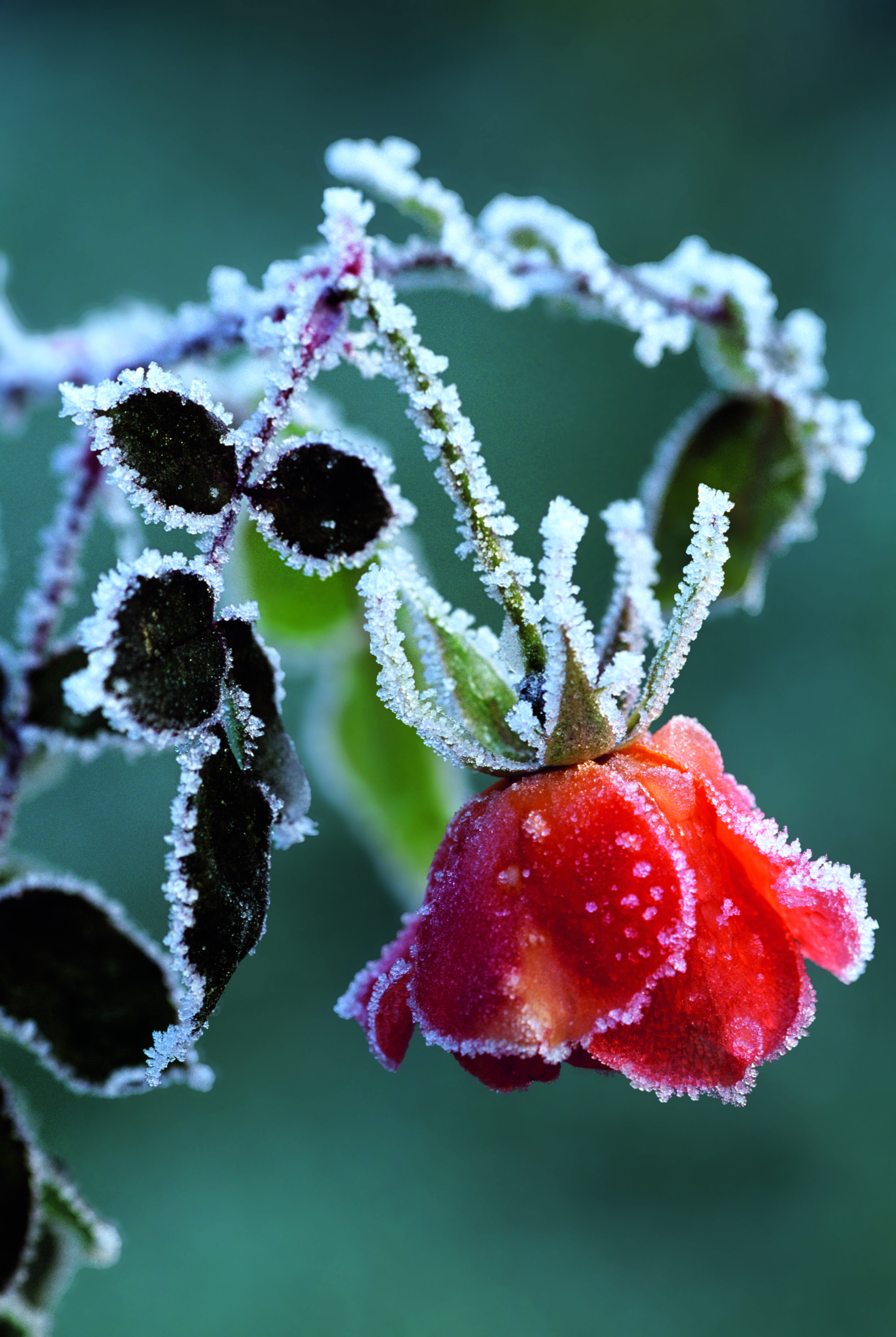 New Books for the New Year: The Rose Book