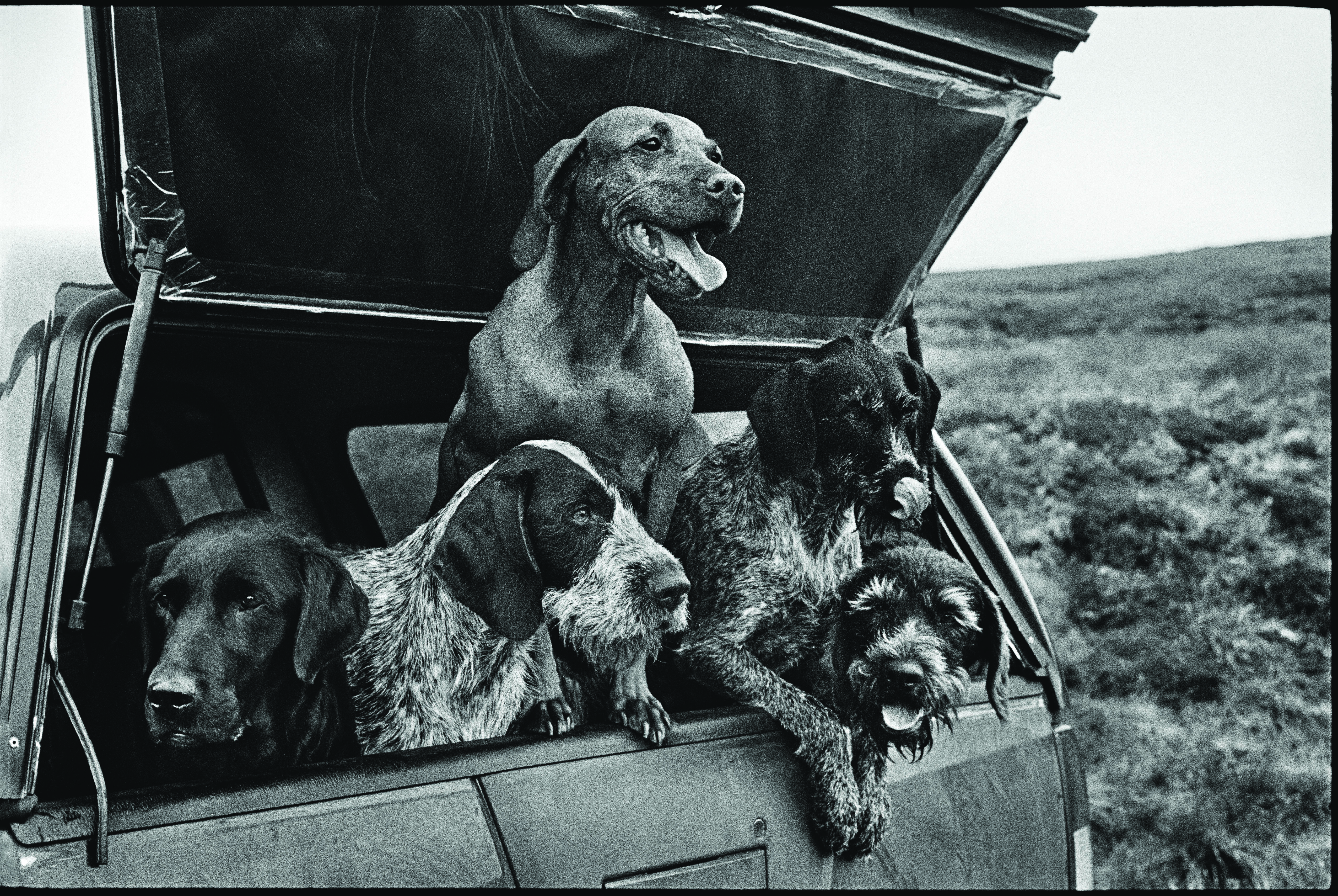 New Books for the New Year: Elliott Erwitt: dogdogs