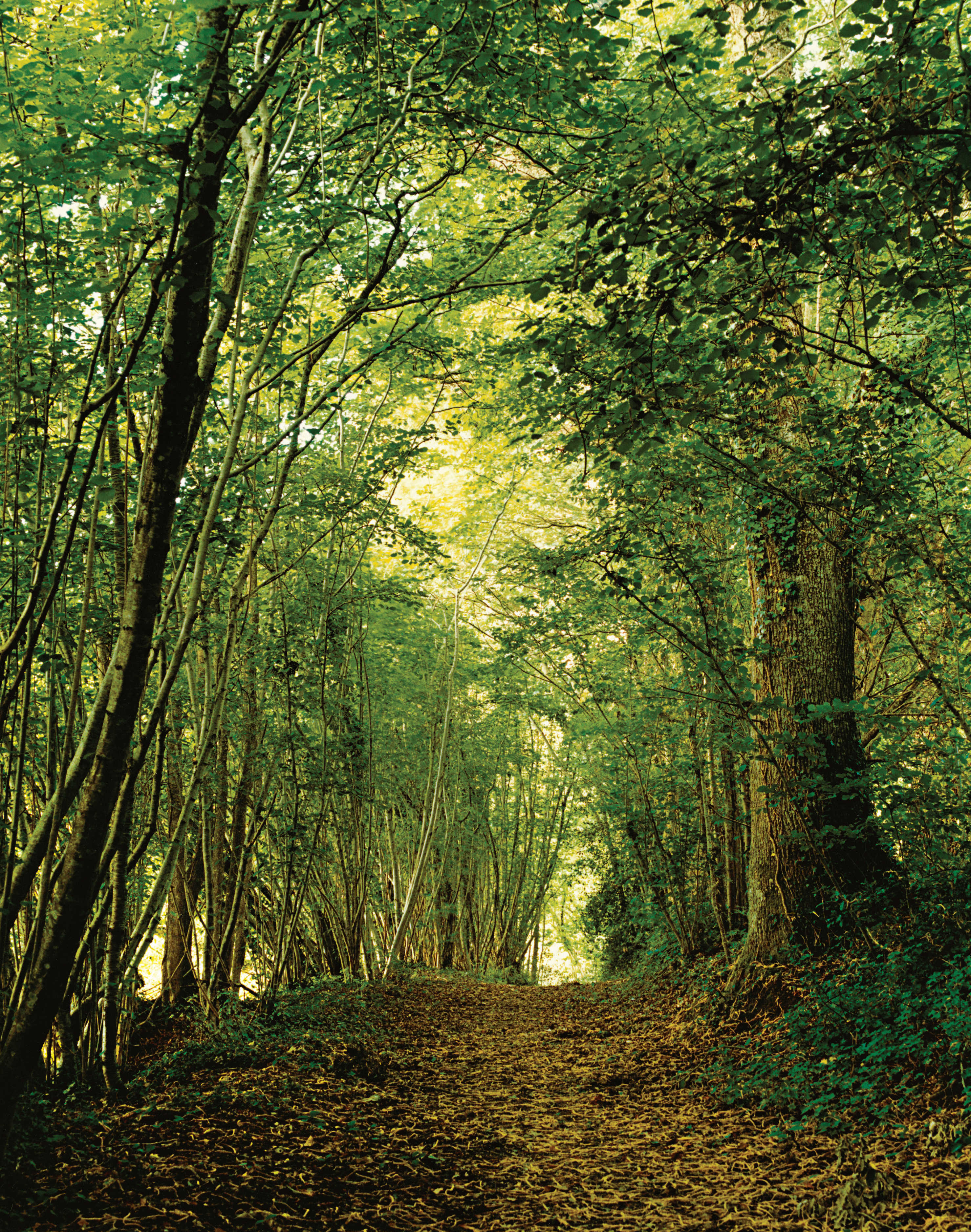 A hiking trail in the forest that starts  
at D’une île, in autumn (fall)