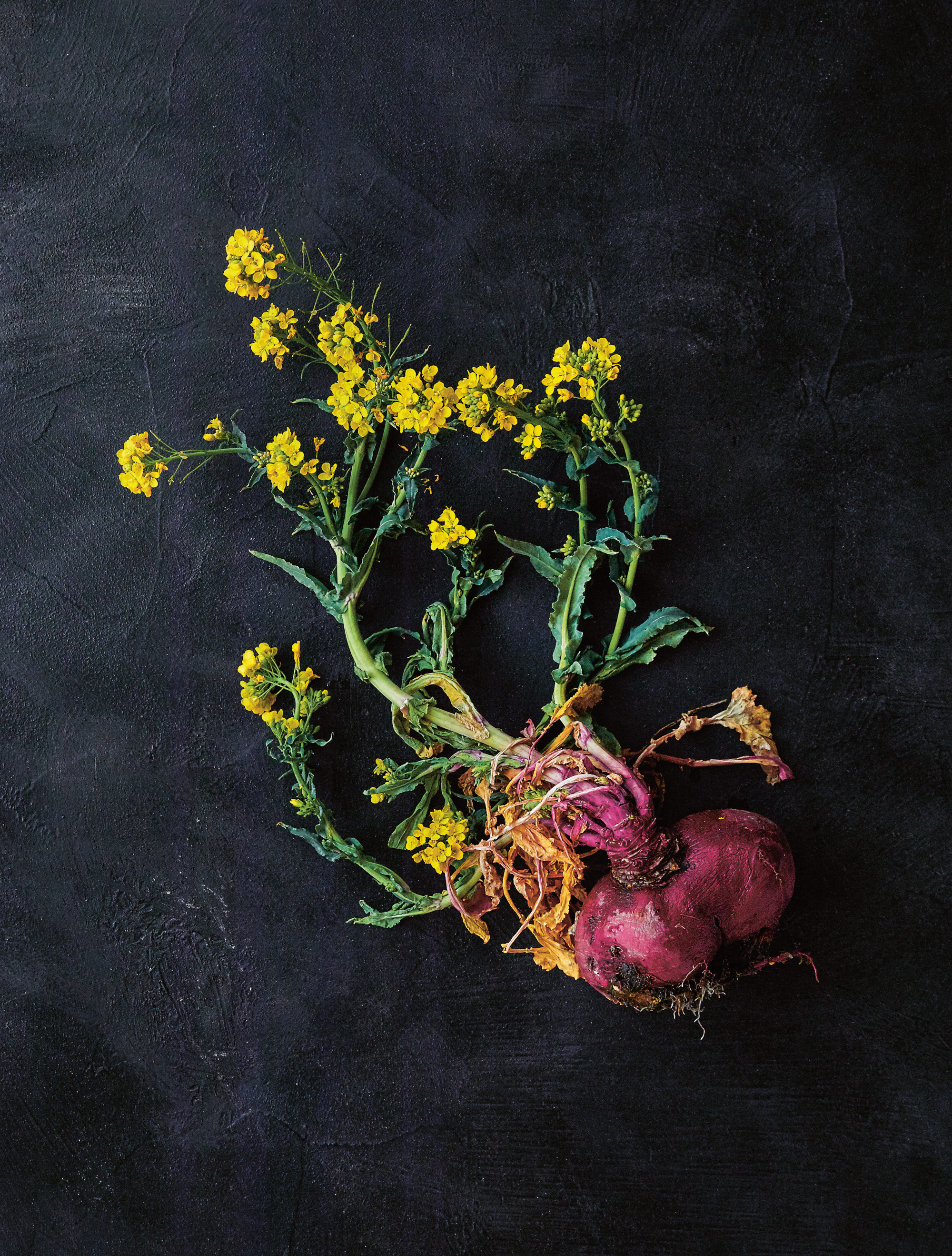 A flowering plant from monk. Photograph by Yuka Yanazume 